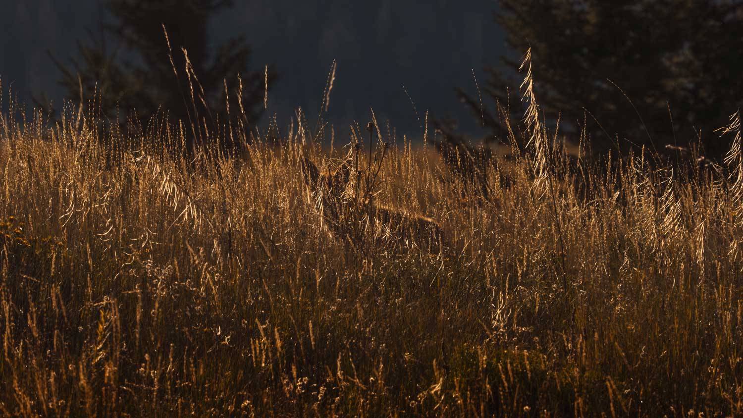 Fox > Lone Wolf