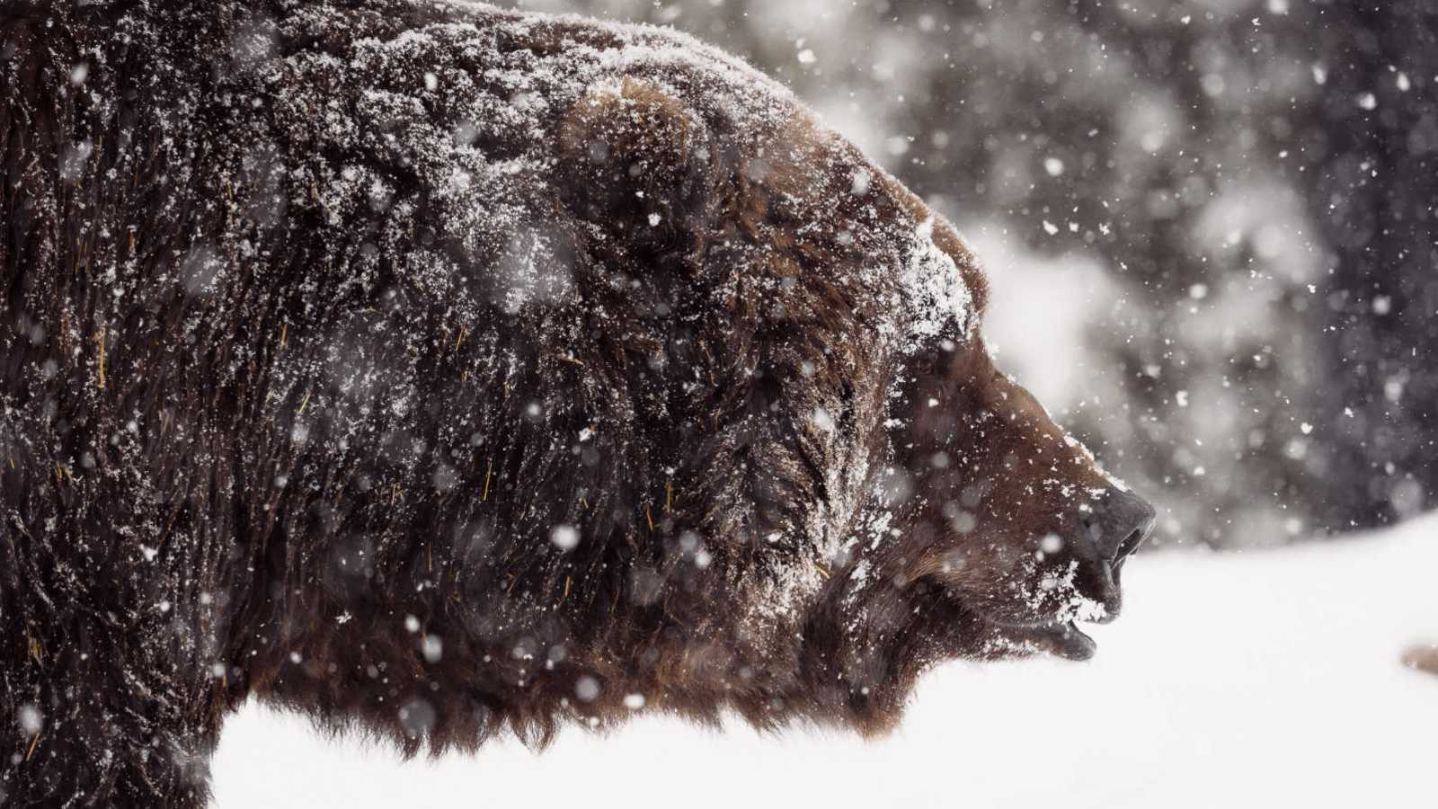 Cheating in Yellowstone